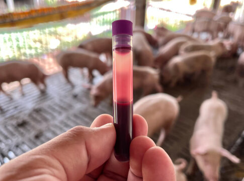 suini geneticamente resistenti