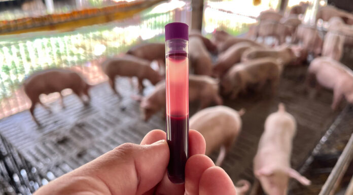 suini geneticamente resistenti