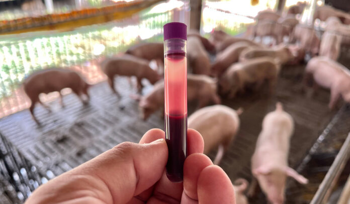 suini geneticamente resistenti