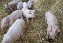 certificazione sqnba