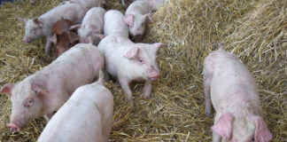 certificazione sqnba