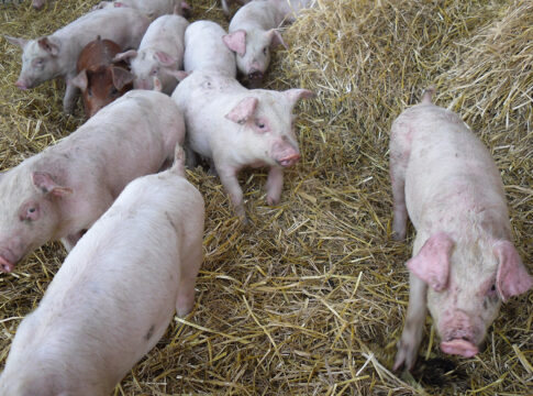 certificazione sqnba