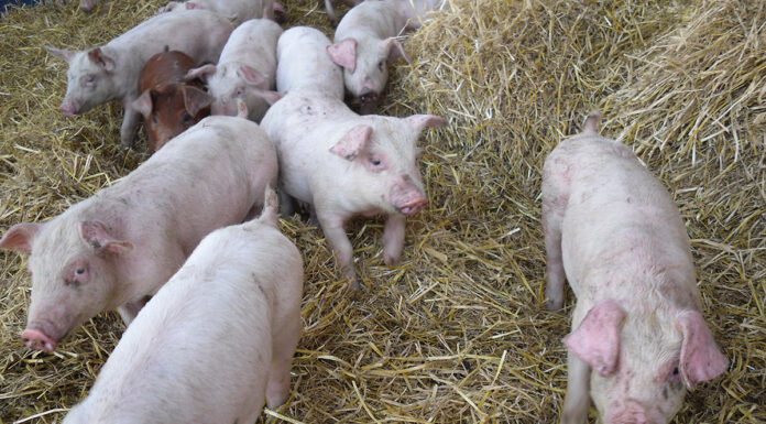 certificazione sqnba