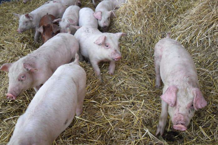 certificazione sqnba