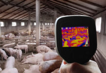 Sensori e IoT: alleati della suinicoltura moderna suinicoltura moderna