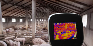 Sensori e IoT: alleati della suinicoltura moderna suinicoltura moderna