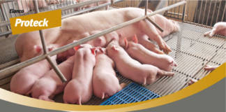 Proteck migliora fertilità e svezzamento nella scrofa Proteck