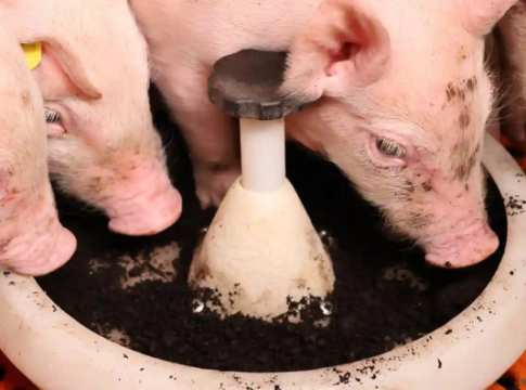 MS TerraFeed: ferro e fibre per lo sviluppo dei suinetti MS TerraFeed