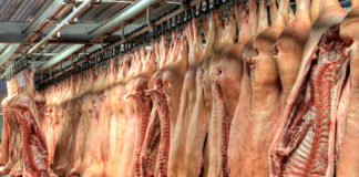 Marzo: 1,545 euro/kg il prezzo del suino pesante prezzo suini