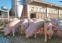Soccida e Pac: c’è il rischio di brutte sorprese soccida e pac