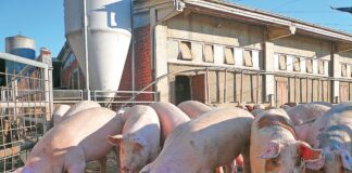 Soccida e Pac: c’è il rischio di brutte sorprese soccida e pac