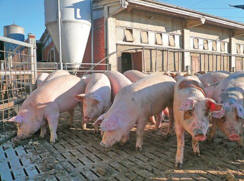 Soccida e Pac: c’è il rischio di brutte sorprese soccida e pac