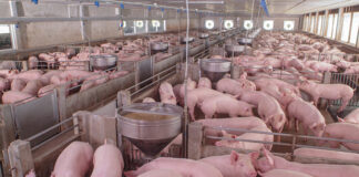 Peste Suina, da Regione Lombardia 4,8 milioni per rafforzare la biosicurezza degli allevamenti