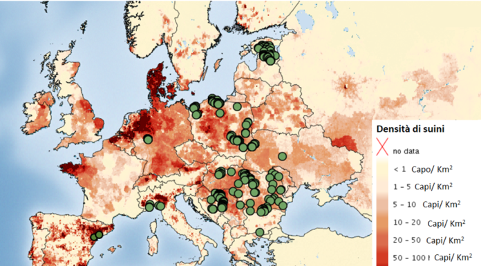 La biosicurezza oltre le mura contro Psa e ileite biosicurezza