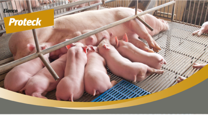 Proteck, un alleato contro lo stress ossidativo per scrofe più sane e produttive stress ossidativo scrofa
