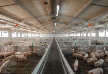 Suinicoltura mantovana nella morsa di Psa e costi suinicoltura mantovana