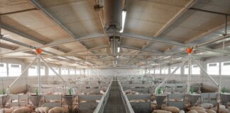 Suinicoltura mantovana nella morsa di Psa e costi suinicoltura mantovana