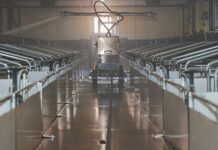 Quali disinfettanti scegliere contro la Psa disinfettante psa