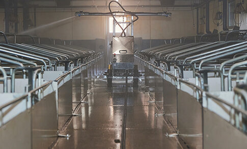 Quali disinfettanti scegliere contro la Psa disinfettante psa