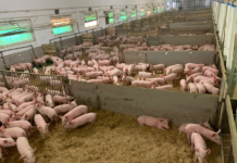 Prezzi suini e tagli di carne: settimana 6-11 luglio settimana