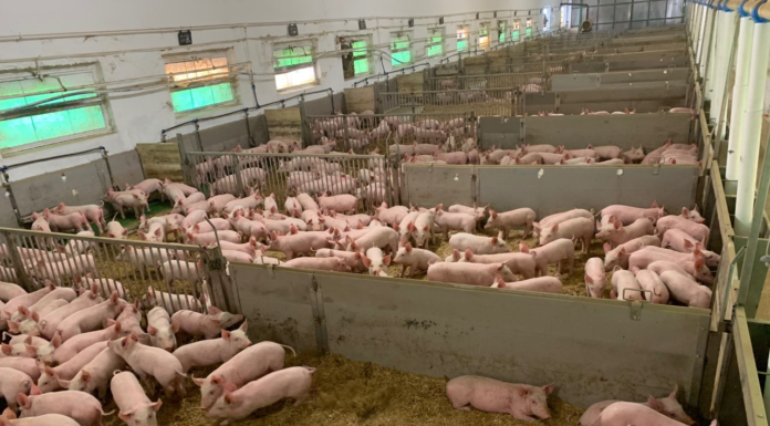 Prezzi suini e tagli di carne: settimana 6-11 luglio settimana