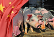 mercato suinicolo cina