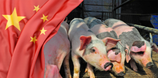 mercato suinicolo cina