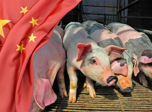Suini in Cina, l’eccesso di offerta frena l’import mercato suinicolo cina