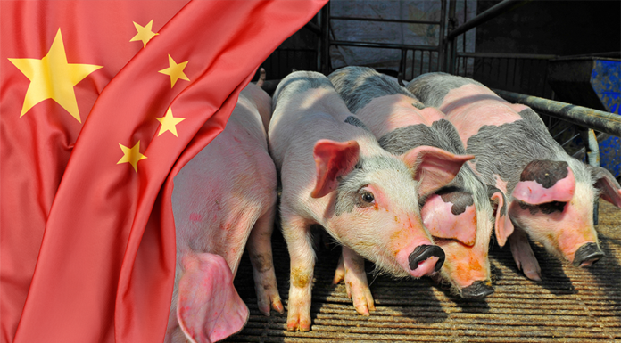 mercato suinicolo cina