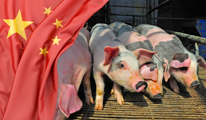 mercato suini in Cina mercato suinicolo cina