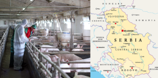 Peste suina africana in Serbia, abbattuti quasi 30mila capi peste suina serbia