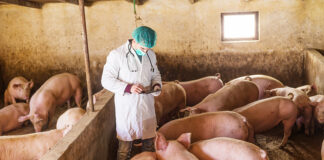 Peste Suina Africana, Siena in allerta dopo i casi in Toscana peste suina africana siena
