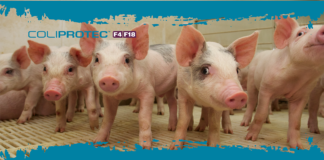 Coliprotec® F4/F18: più di un vaccino, un alleato per l’integrità intestinale del suinetto Coliprotec F4 F18