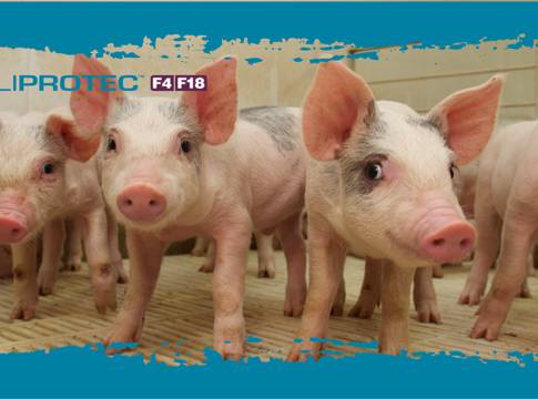 Coliprotec® F4/F18: più di un vaccino, un alleato per l’integrità intestinale del suinetto Coliprotec F4 F18
