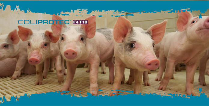 ELANCO SWINE Coliprotec2_suinetti Coliprotec F4 F18
