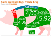 Mercato suinicolo, tra pressioni sui costi e tenuta dei margini mercato suinicolo