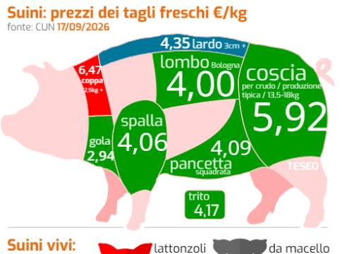 Mercato suinicolo, tra pressioni sui costi e tenuta dei margini mercato suinicolo