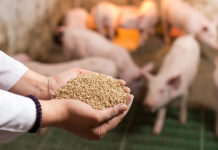 Mais, soia ed energia: cresce la pressione su mangimi e allevamenti