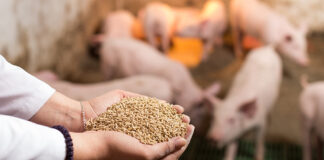 Mais, soia ed energia: cresce la pressione su mangimi e allevamenti