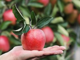 frumat