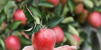 frumat