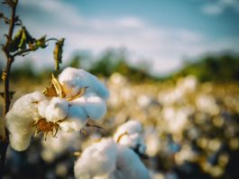 Better Cotton
