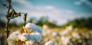 Better Cotton