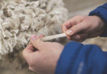 Regenerative wool programme