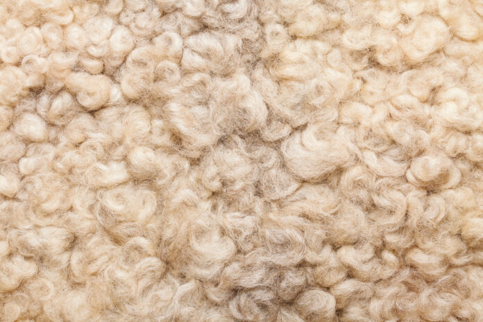 Sheep fur. Wool texture. Closeup background