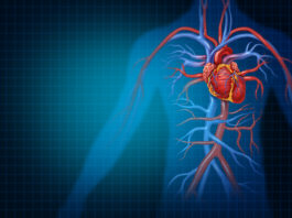 Sviluppo cardiaco, scoperto un nuovo gene cruciale