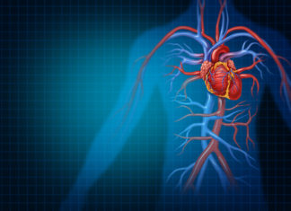Sviluppo cardiaco, scoperto un nuovo gene cruciale