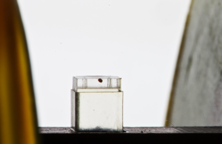 Biorobotica, al via il progetto Celloids