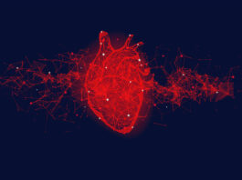 sistema cardiovascolare