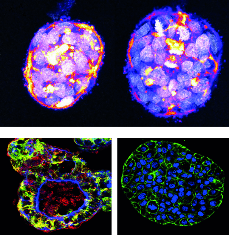 Ricerca sui tumori, premiata l’eccellenza dell’Università di Torino